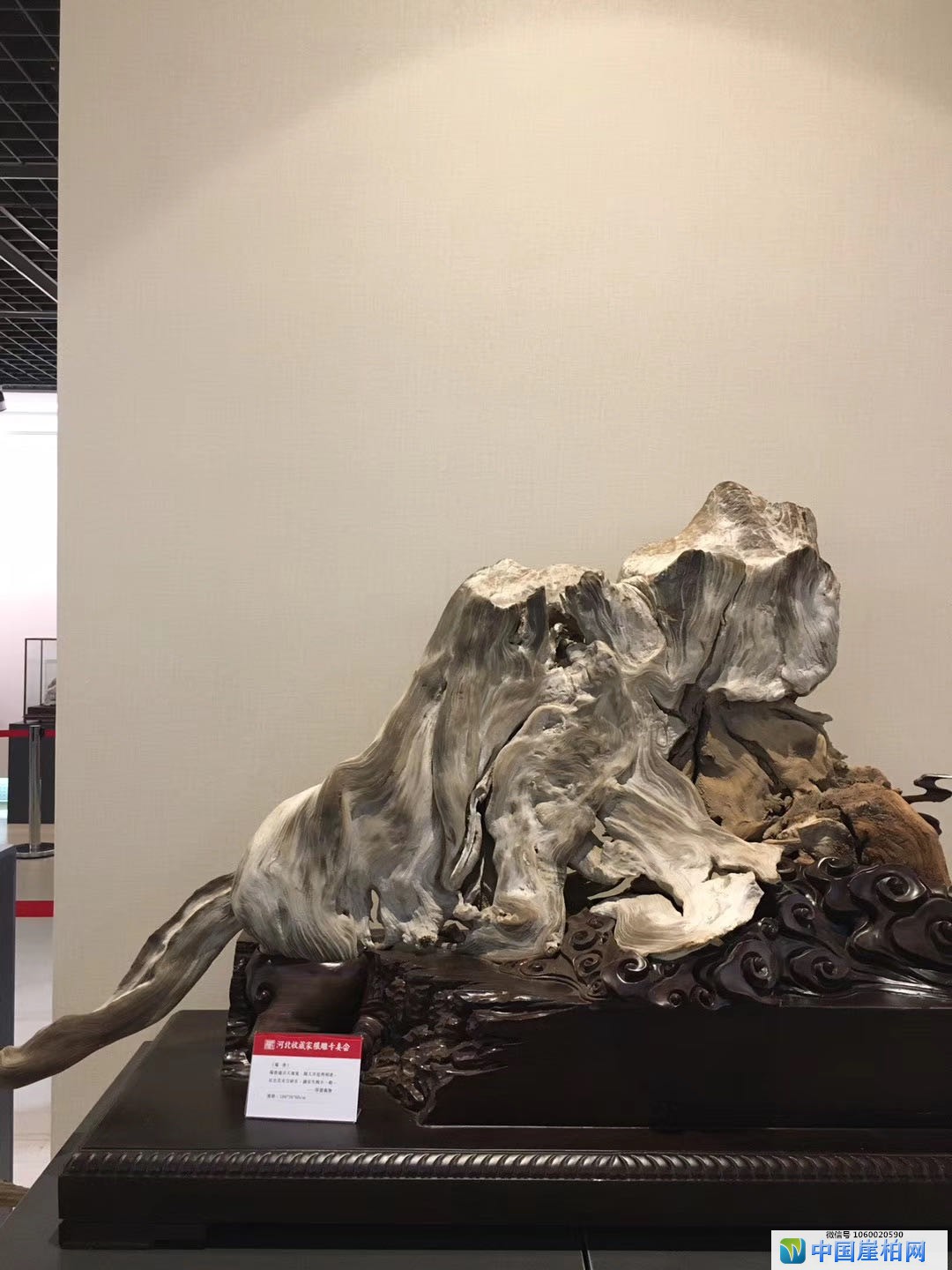 第二届中国根雕收藏家藏品展上的精品崖柏