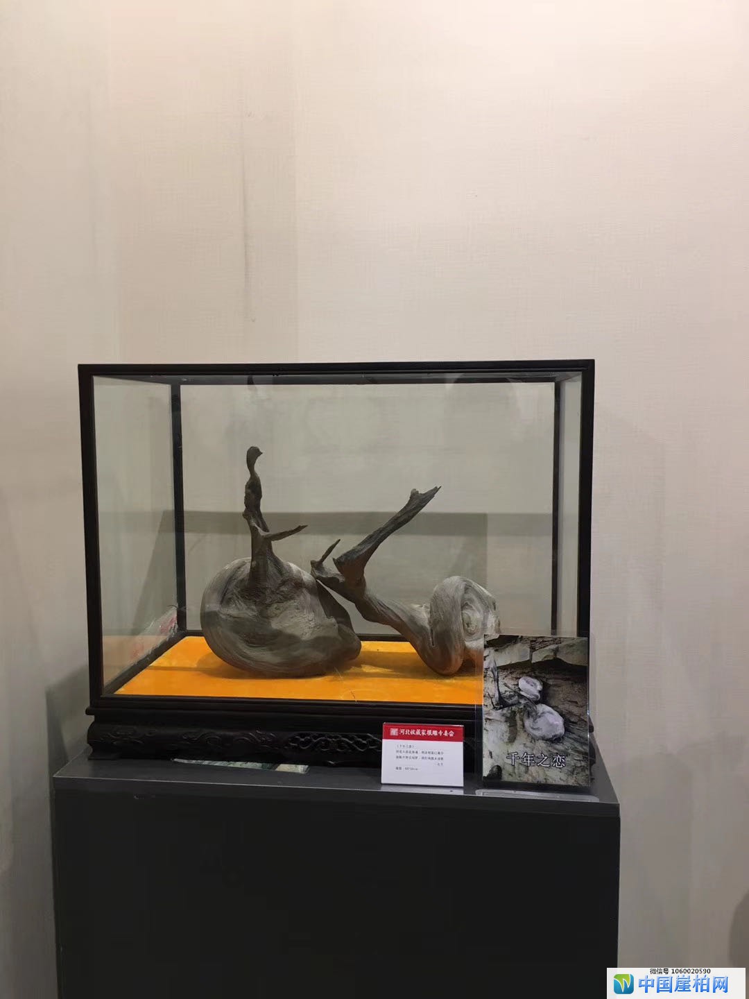 第二届中国根雕收藏家藏品展上的精品崖柏