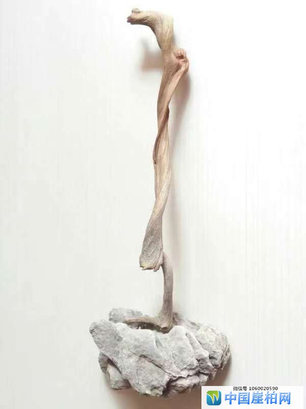  《崖壁精灵》 崖柏作品 高35厘米、重0.1斤